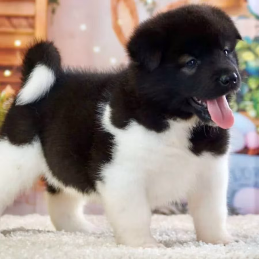 Akita Puppies for Sale in San Jose, CA (California)