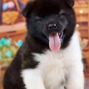 Akita Puppies for Sale in San Jose, CA (California)