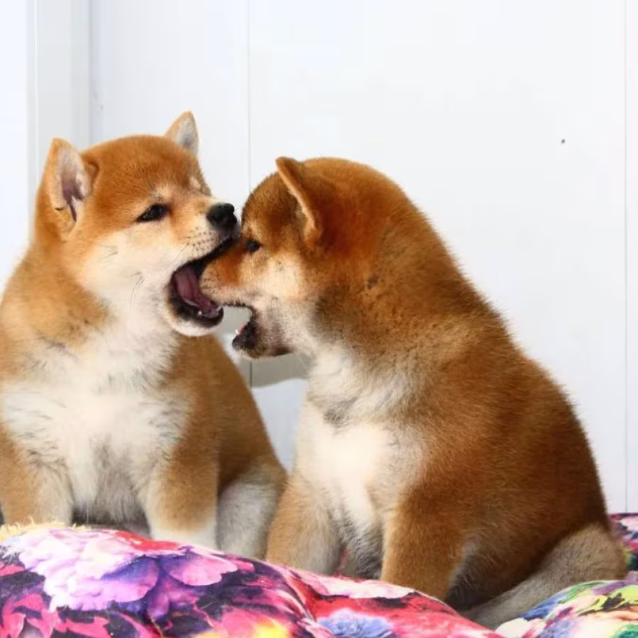 Two Female Japanese Akita Puppies in Detroit, MI (Michigan)