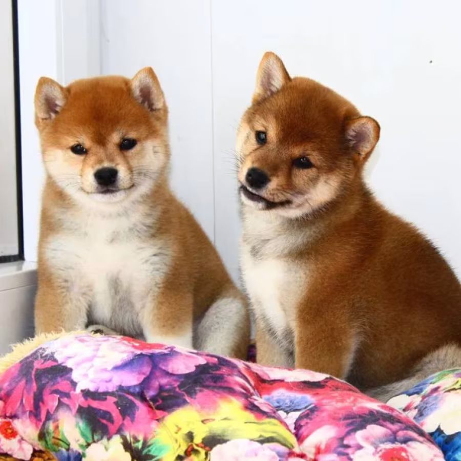 Two Female Japanese Akita Puppies in Detroit, MI (Michigan)