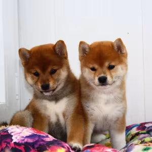 Two Female Japanese Akita Puppies in Detroit, MI (Michigan)