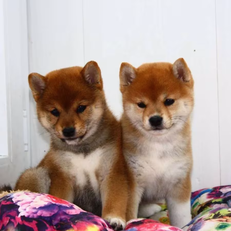 Two Female Japanese Akita Puppies in Detroit, MI (Michigan)