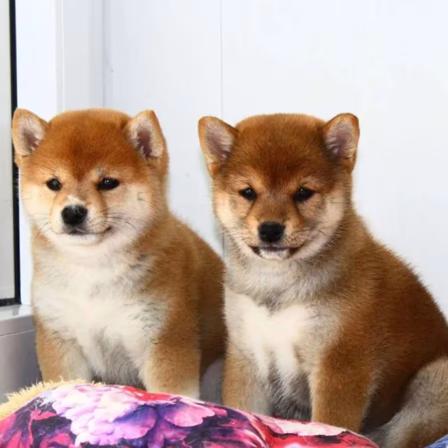 Two Female Japanese Akita Puppies in Detroit, MI (Michigan)