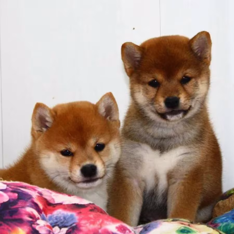 Two Female Japanese Akita Puppies in Detroit, MI (Michigan)