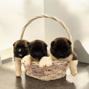 Two Male Akita Puppies Looking for a Home in TX (Texas)