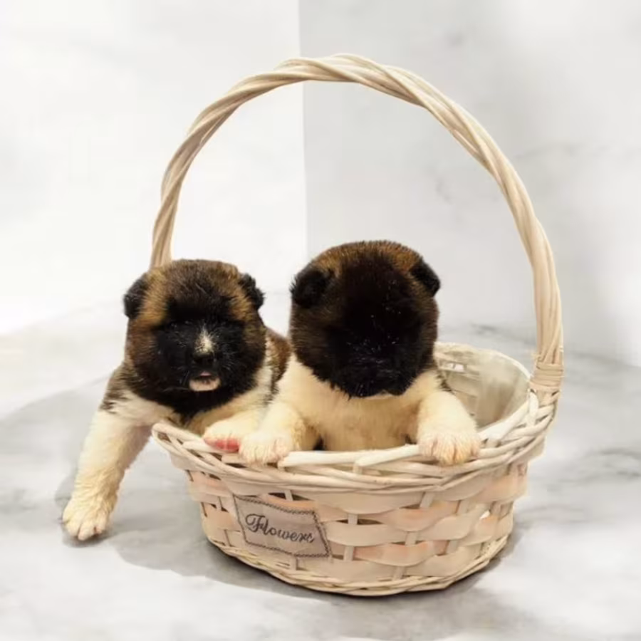 Two Male Akita Puppies Looking for a Home in TX (Texas)