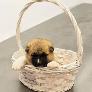 Two Male Akita Puppies Looking for a Home in TX (Texas)