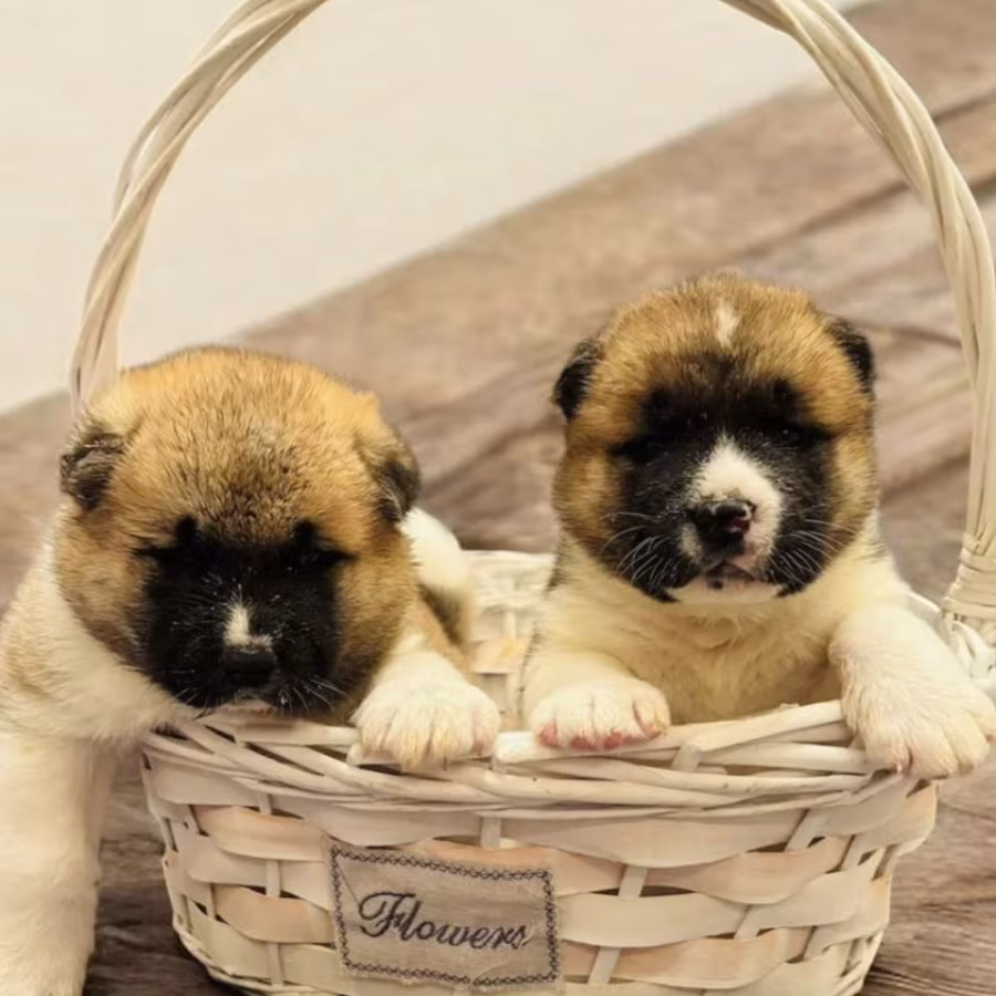 Two Male Akita Puppies Looking for a Home in TX (Texas)