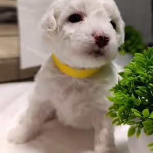 Two Female Bichon Frise Puppies for Sale in Miami, FL (Florida)