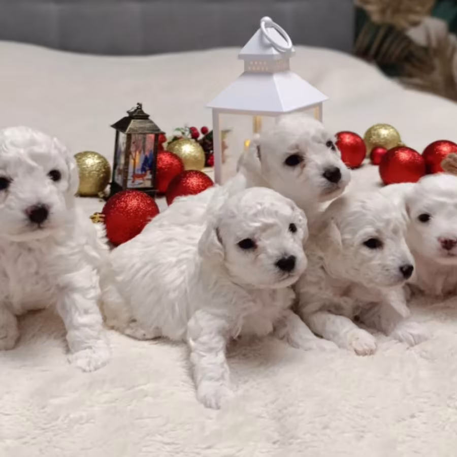 Two Female Bichon Frise Puppies for Sale in Miami, FL (Florida)
