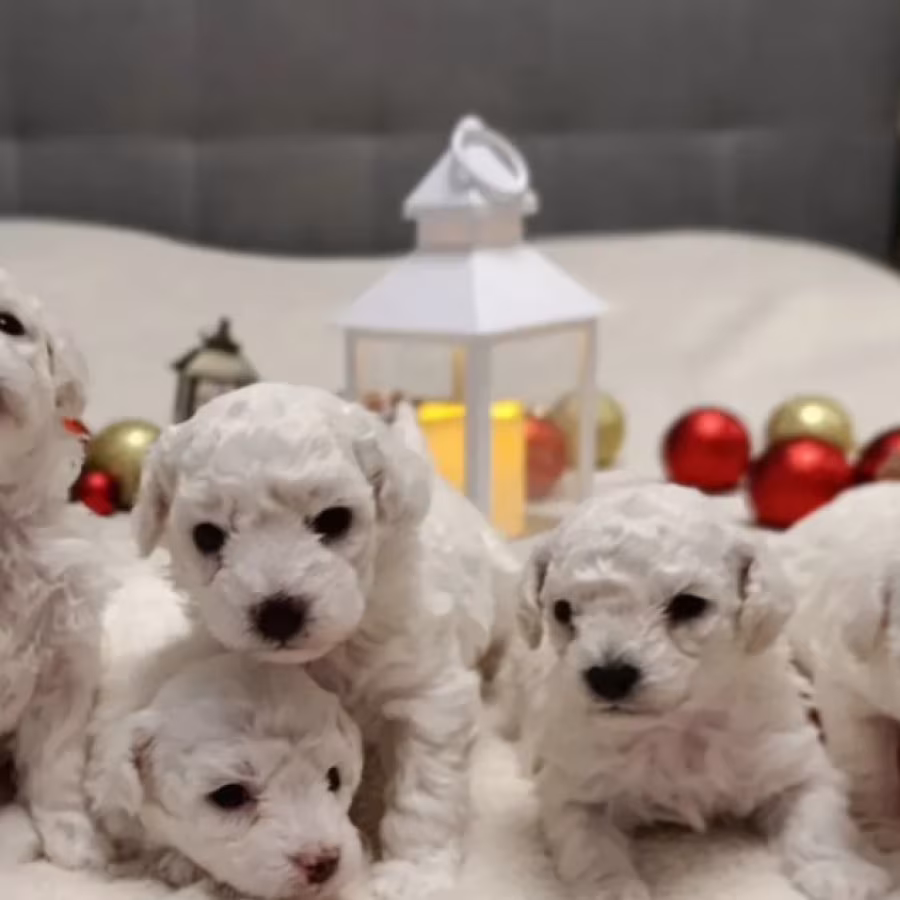 Two Female Bichon Frise Puppies for Sale in Miami, FL (Florida)