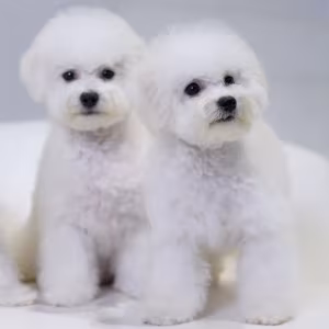 Bichon Frise Puppies for Sale in NY (New York)