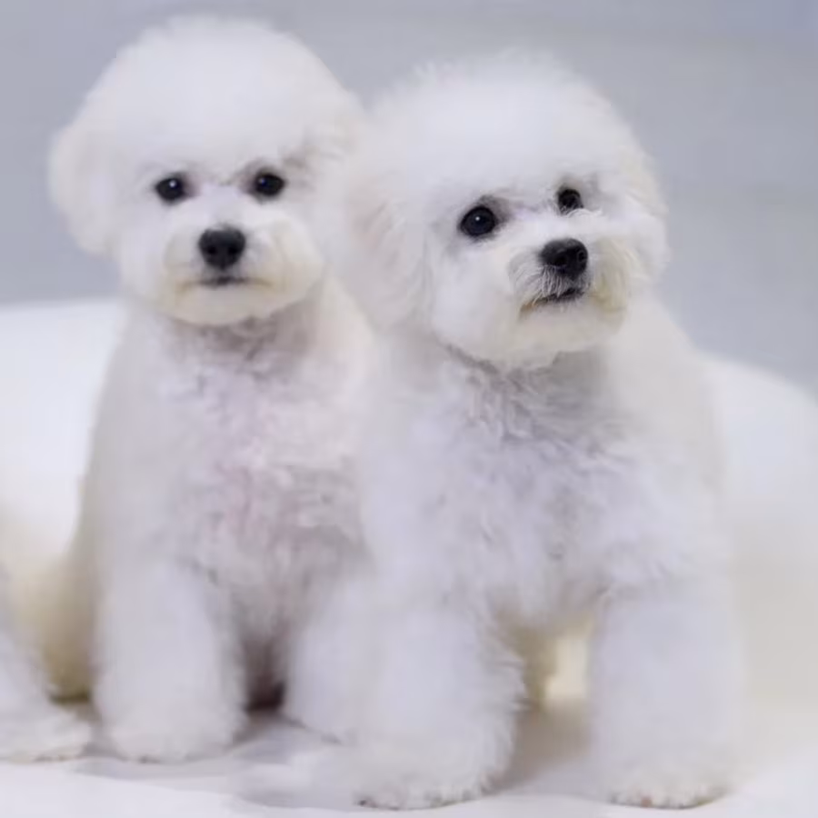Bichon Frise Puppies for Sale in NY (New York)
