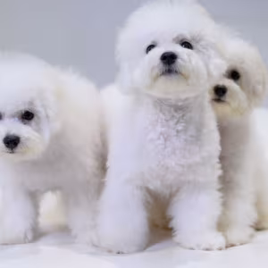 Bichon Frise Puppies for Sale in NY (New York)