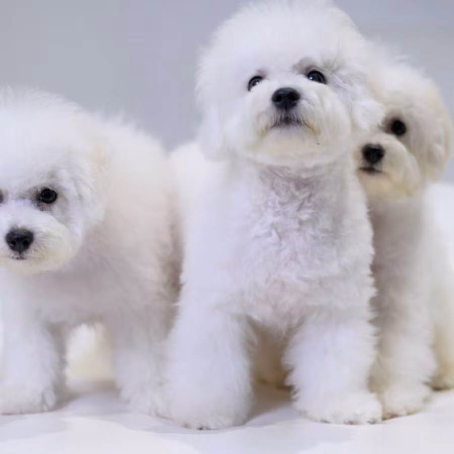 Bichon Frise Puppies for Sale in NY (New York)