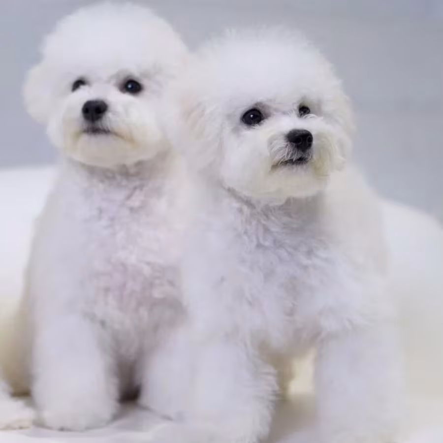 Bichon Frise Puppies for Sale in NY (New York)
