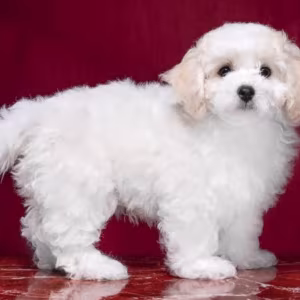 Two Female Bichon Frise Puppies for Sale in FL (Florida)