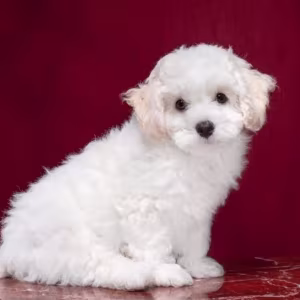 Two Female Bichon Frise Puppies for Sale in FL (Florida)