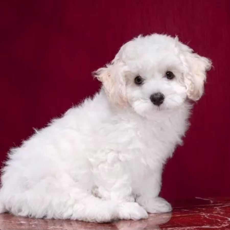 Two Female Bichon Frise Puppies for Sale in FL (Florida)