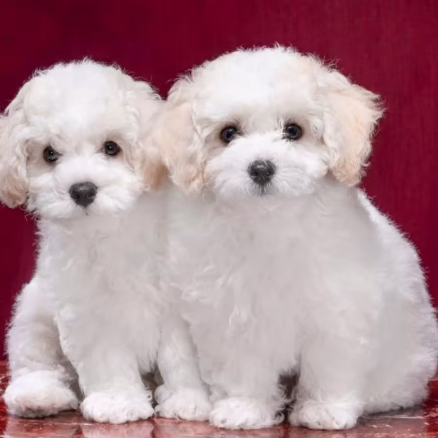 Two Female Bichon Frise Puppies for Sale in FL (Florida)