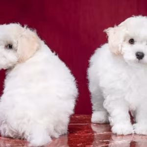 Two Female Bichon Frise Puppies for Sale in FL (Florida)