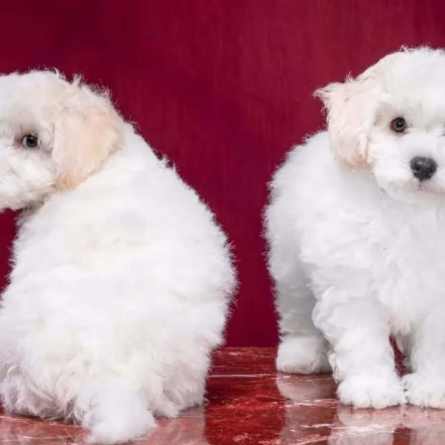 Two Female Bichon Frise Puppies for Sale in FL (Florida)