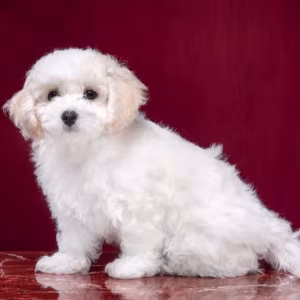 Two Female Bichon Frise Puppies for Sale in FL (Florida)