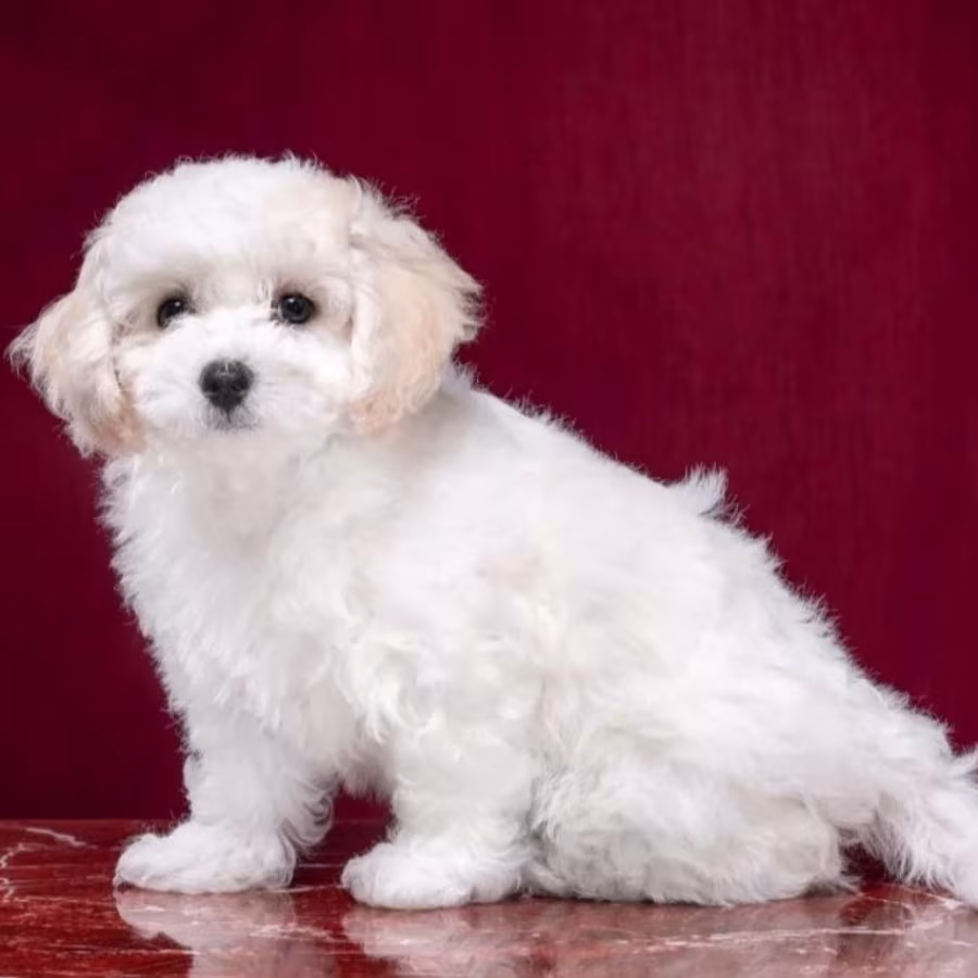 Two Female Bichon Frise Puppies for Sale in FL (Florida)