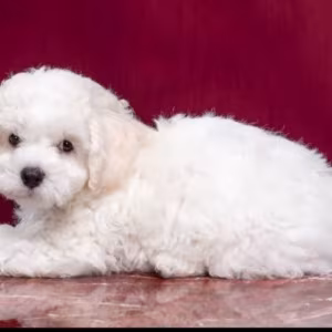 Two Female Bichon Frise Puppies for Sale in FL (Florida)
