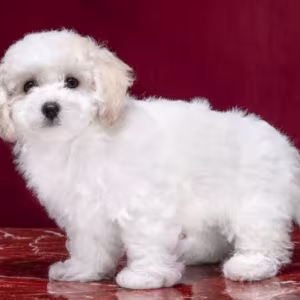 Two Female Bichon Frise Puppies for Sale in FL (Florida)