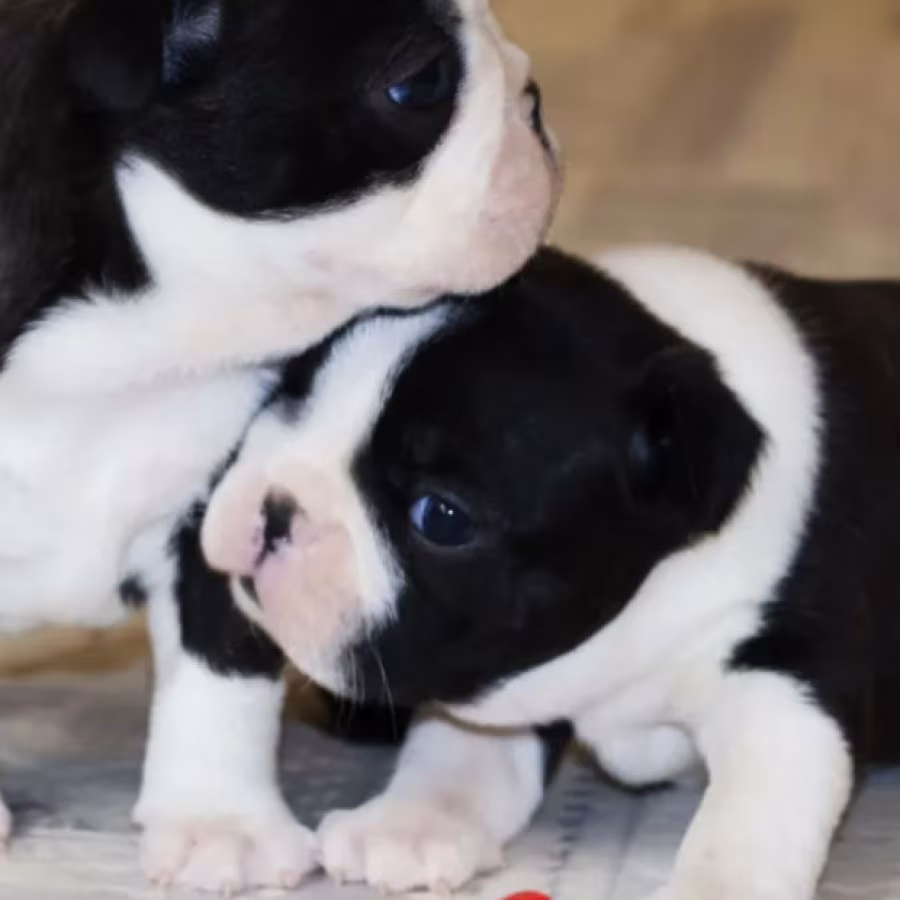 Buy a Boston Terrier Puppy at an Affordable Price, Minnesota (MN)