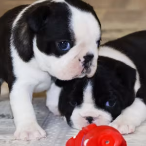 Buy a Boston Terrier Puppy at an Affordable Price, Minnesota (MN)