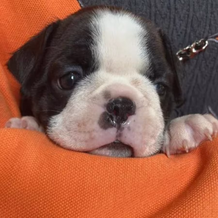 Two Female Boston Terrier Puppies Ready for Sale in CA (California)