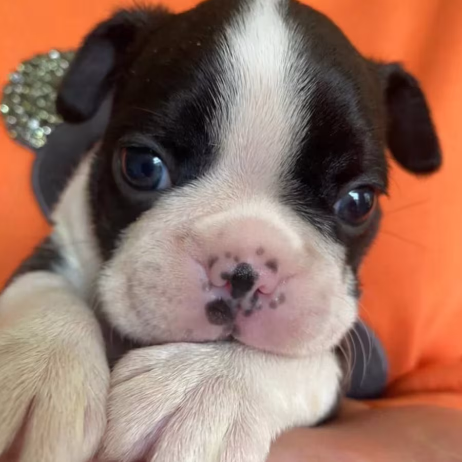 Two Female Boston Terrier Puppies Ready for Sale in CA (California)