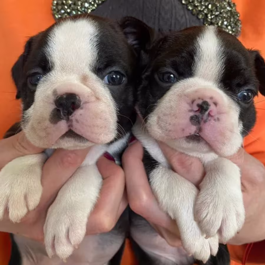 Two Female Boston Terrier Puppies Ready for Sale in CA (California)