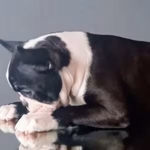 Boston Terrier Female Puppy for Sale, 12 Weeks Old, NY (New York)