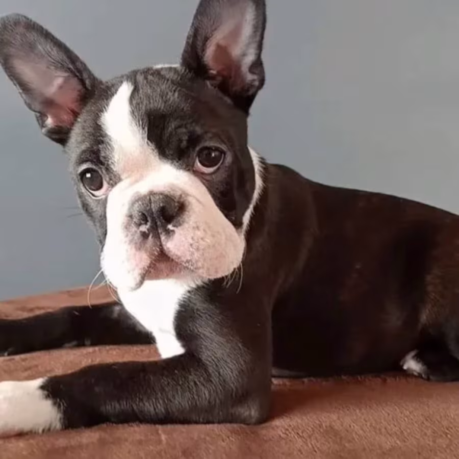 Boston Terrier Female Puppy for Sale, 12 Weeks Old, NY (New York)