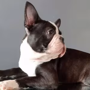 Boston Terrier Female Puppy for Sale, 12 Weeks Old, NY (New York)