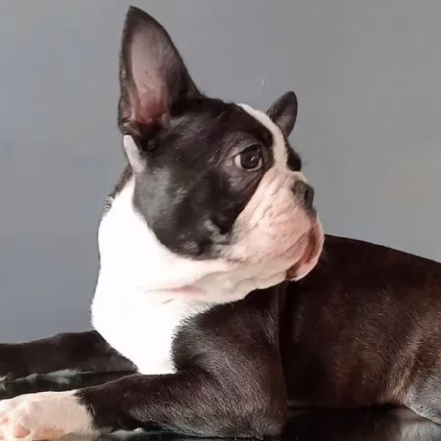 Boston Terrier Female Puppy for Sale, 12 Weeks Old, NY (New York)