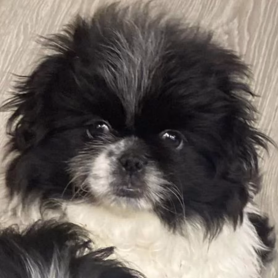 Pekingese Female Puppy for Sale in California (CA)