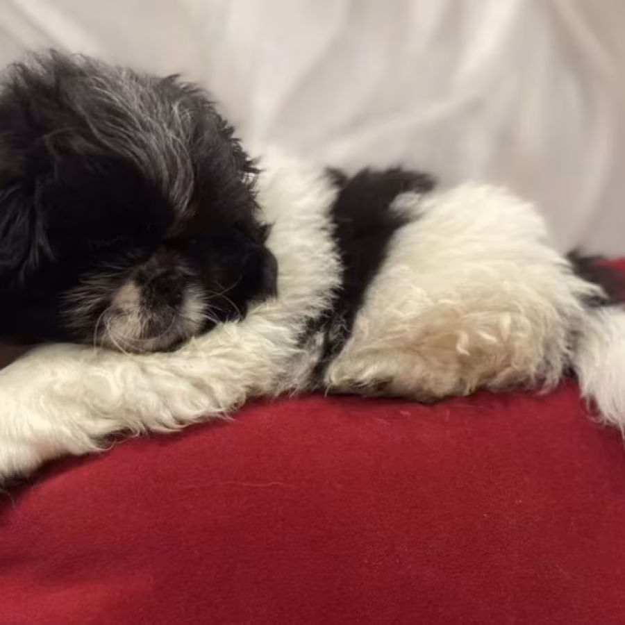 Pekingese Female Puppy for Sale in California (CA)