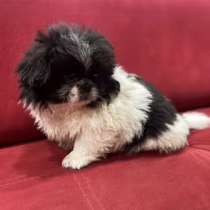 Pekingese Female Puppy for Sale in California (CA)