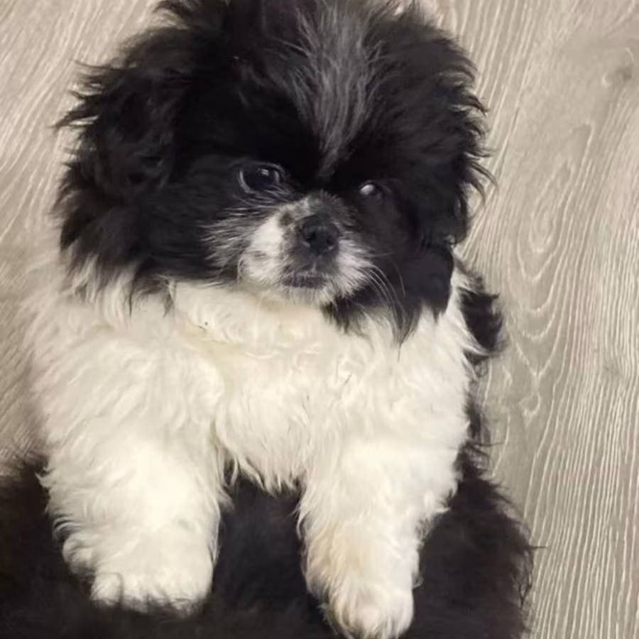 Pekingese Female Puppy for Sale in California (CA)