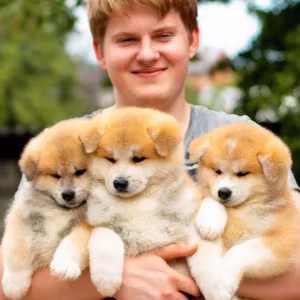 Japanese Akita Inu puppies for sale