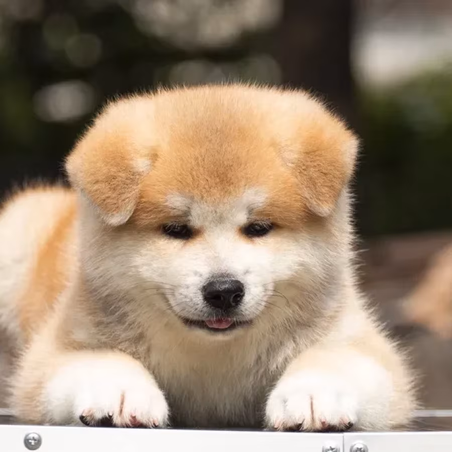 Japanese Akita Inu puppies for sale