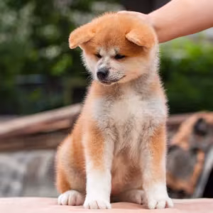 Japanese Akita Inu puppies for sale