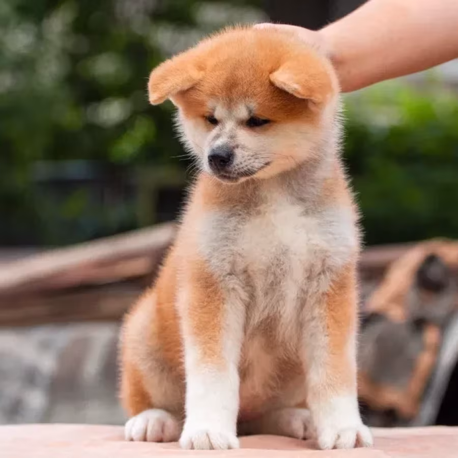 Japanese Akita Inu puppies for sale