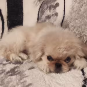 Two Pekingese Puppies for Sale in Arizona (AZ)
