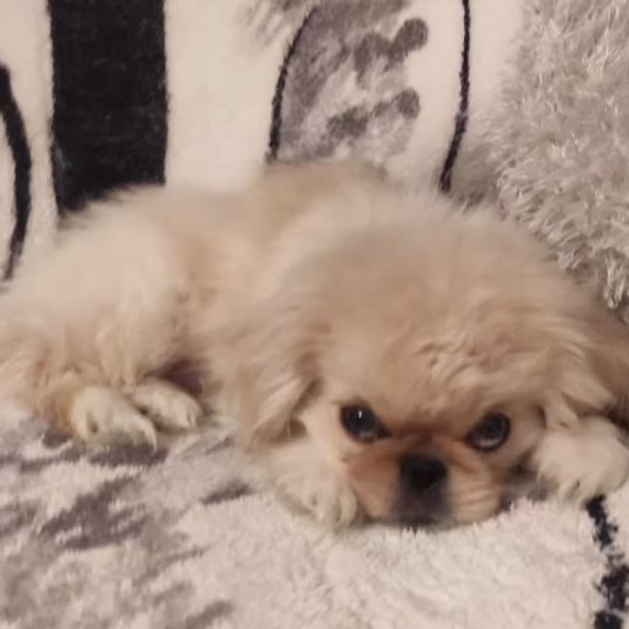 Two Pekingese Puppies for Sale in Arizona (AZ)