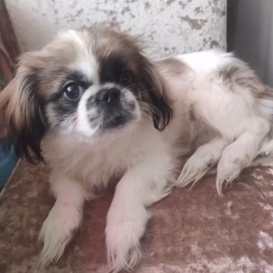 Two Pekingese Puppies for Sale in Arizona (AZ)